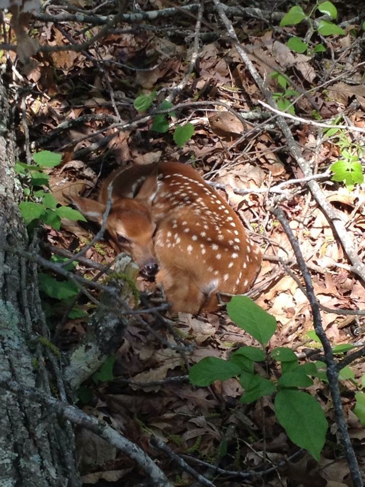 4 Summer Projects For Better Deer Hunting This Fall Bone Collector