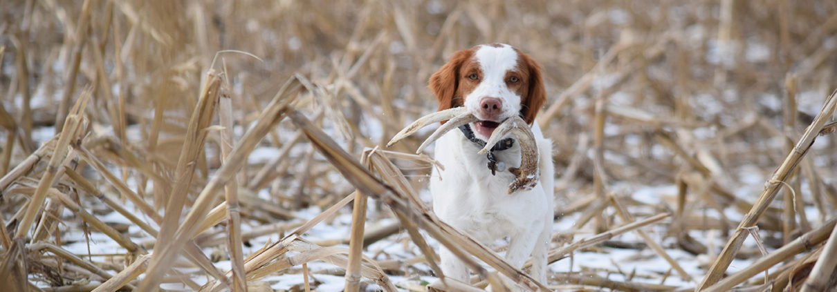 how to your to shed hunt shed how to your to shed hunt bone collector how to your to shed hunt shed how to your to shed hunt bone collector