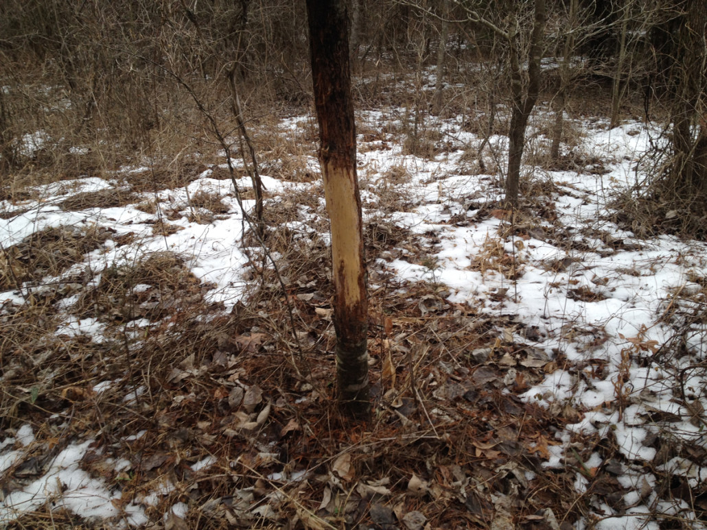 Late Season Deer Hunting and Scouting | Bone Collector