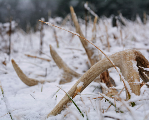 Shed Hunting | Bone Collector