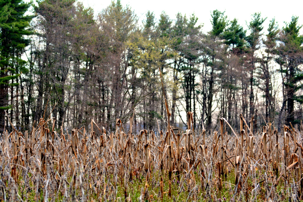 7 Deer and Turkey Management To-Dos | Bone Collector