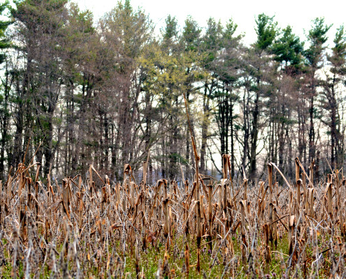 7 Deer and Turkey Management To-Dos | Bone Collector