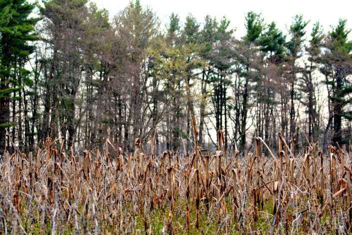 7 Deer and Turkey Management To-Dos | Bone Collector 7 Deer and Turkey Management To-Dos | Bone Collector