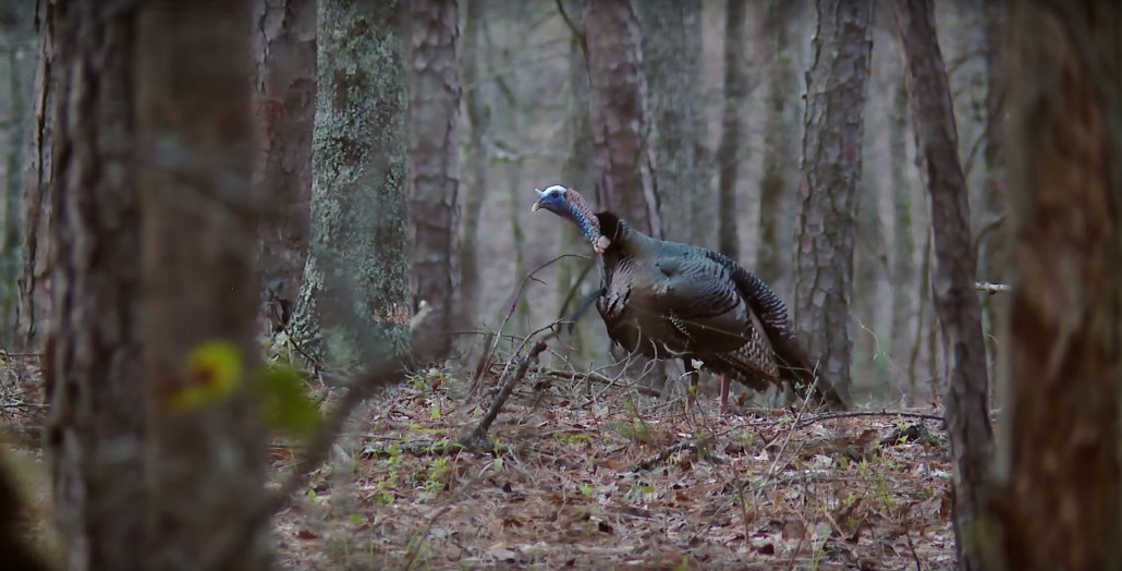 Flextone Bone Collector Lock Down Glass Pot Turkey Game Call Turkey Hunting 