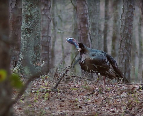 Hunting call-shy turkeys | Bone Collector