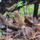 Morel Mushroom Hunting | Bone Collector