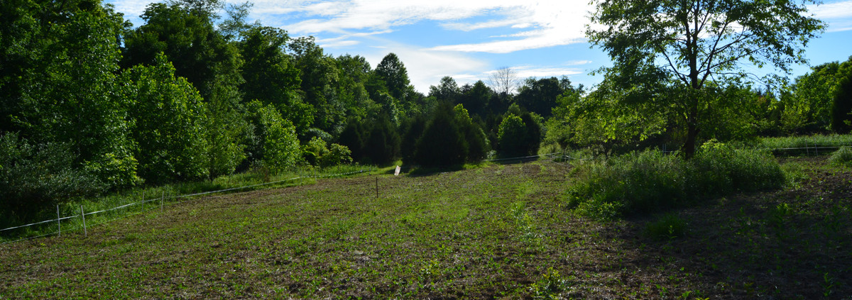 How to Plant Spring Food Plots | Bone Collector