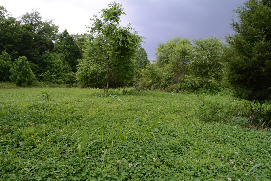 invasive plants that can ruin your deer hunting | Bone Collector