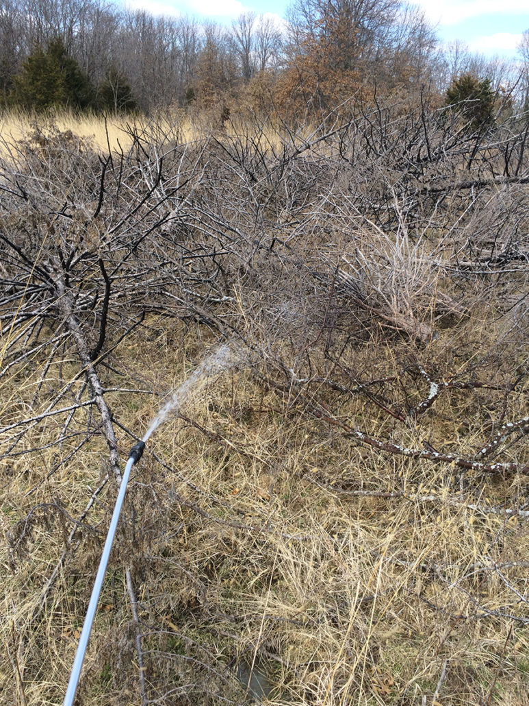 invasive plants that can ruin your deer hunting | Bone Collector