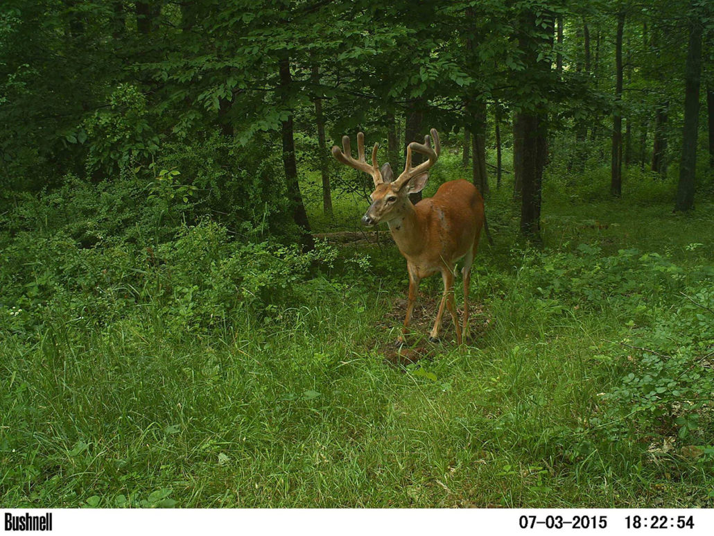 summer nutritional needs-for whitetails | Bone Collector