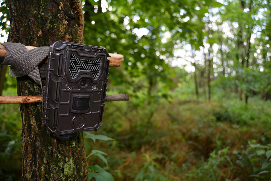 trail camera tips for the offseason | Bone Collector