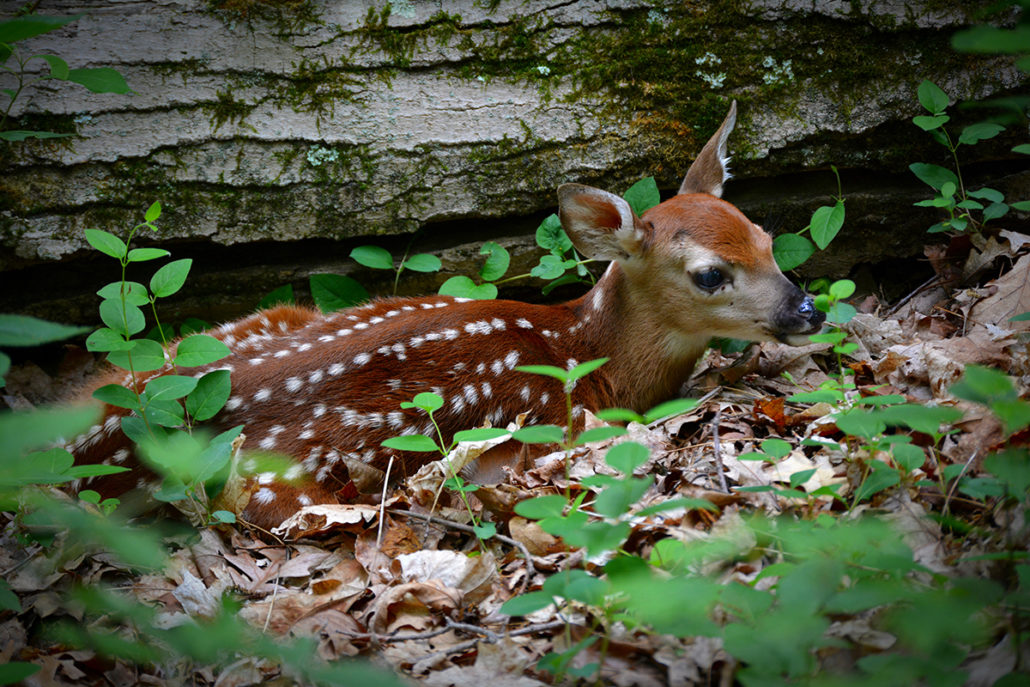 Whitetail Fawn Recruitment | Bone Collector