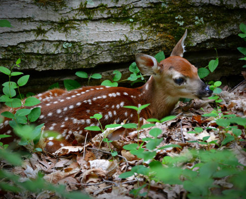 Whitetail Fawn Recruitment | Bone Collector