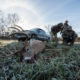 late season bow hunting buzzer beater buck | Bone Collector