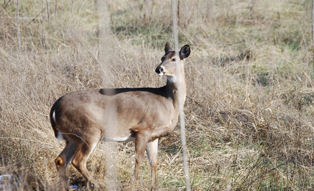 the second rut and why you should hunt it | Bone Collector