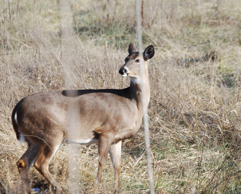 the second rut and why you should hunt it | Bone Collector