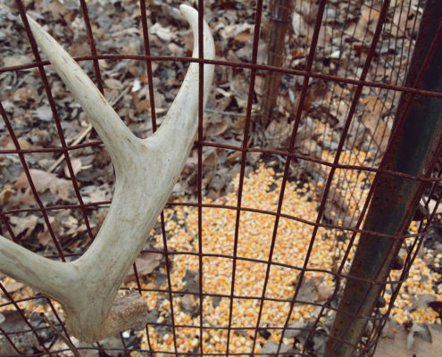 shed antler