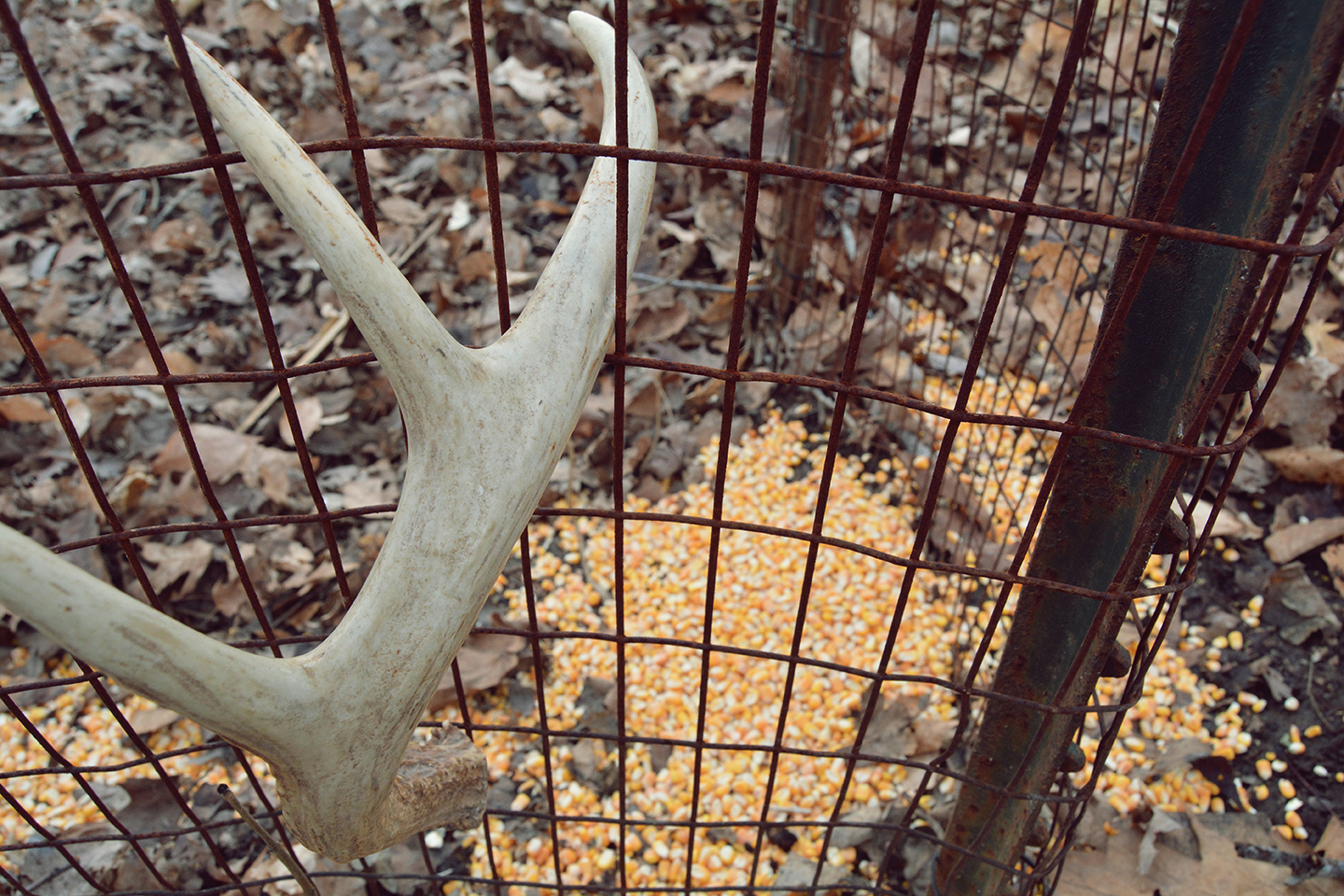 Why You Shouldn�t Use Shed Antler Traps | Bone Collector