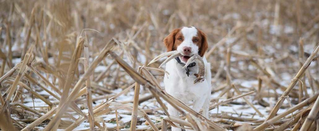 elk hunting dog