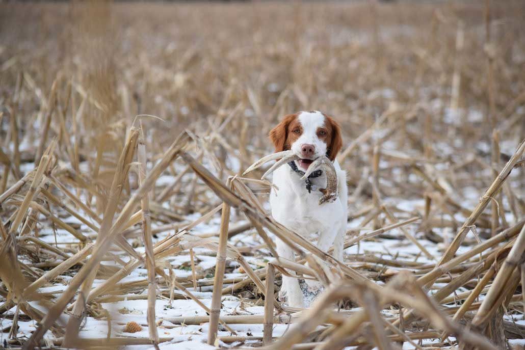 best shed hunting dogs