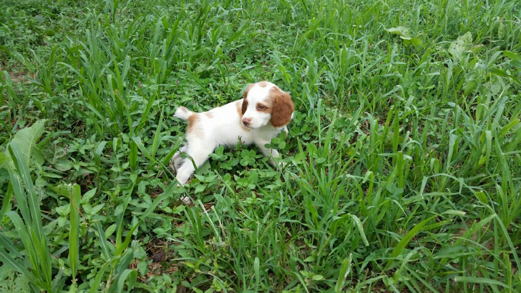 best shed hunting dog