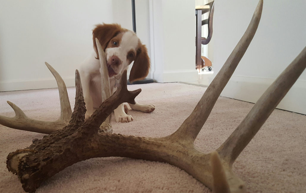 shed-hunting-dog-training-tips_pic3