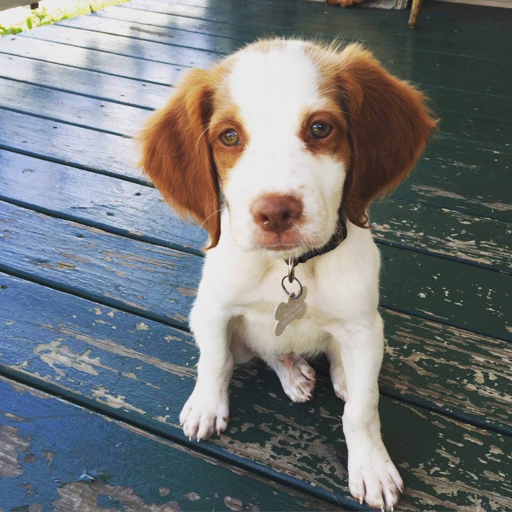 Shed Hunting Dog Training | How to Train your Dog to Shed 