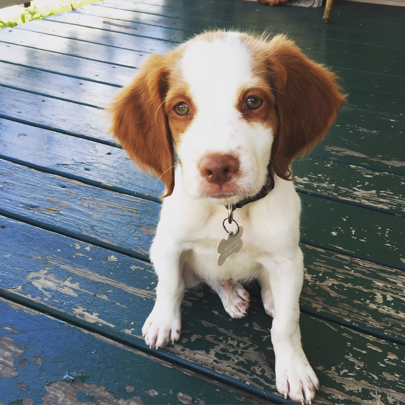 best shed hunting dog