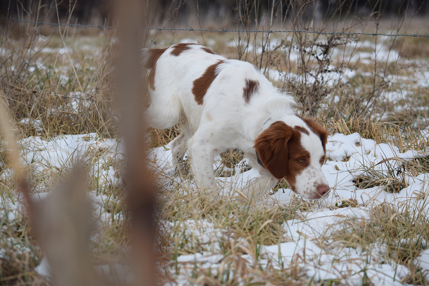 best shed hunting dog