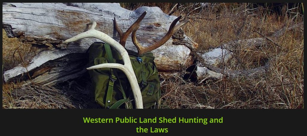 the spring elk season elk shed hunting tips bone collector