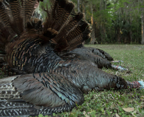 turkey hunting practice