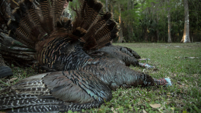 turkey-hunting-practice-last-minute_Feature turkey hunting practice