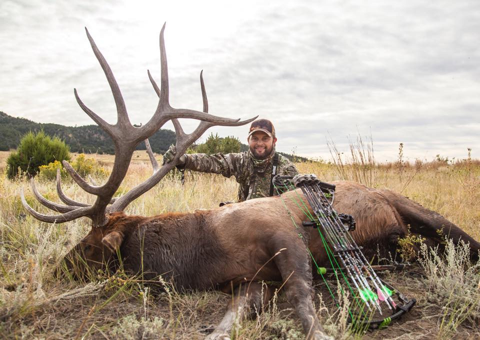 elk vs deer elk vs deer