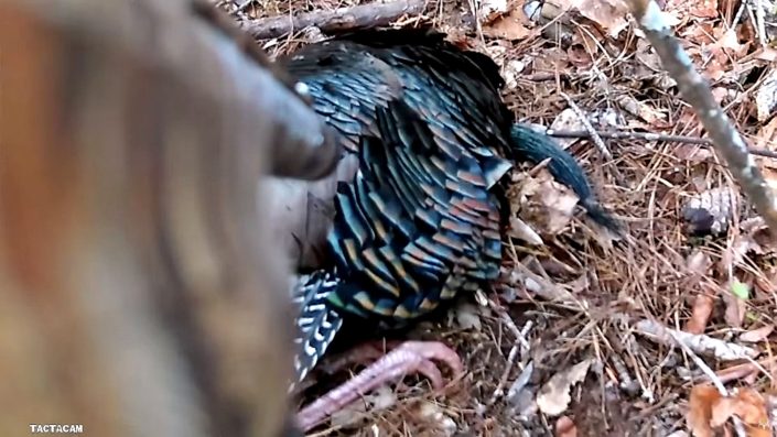 pov-turkey-hunting-video-michael-waddell_feature
