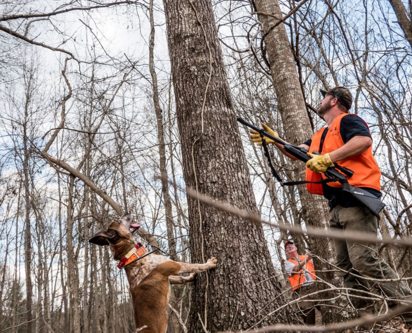 squirrel hunting squirrel hunting