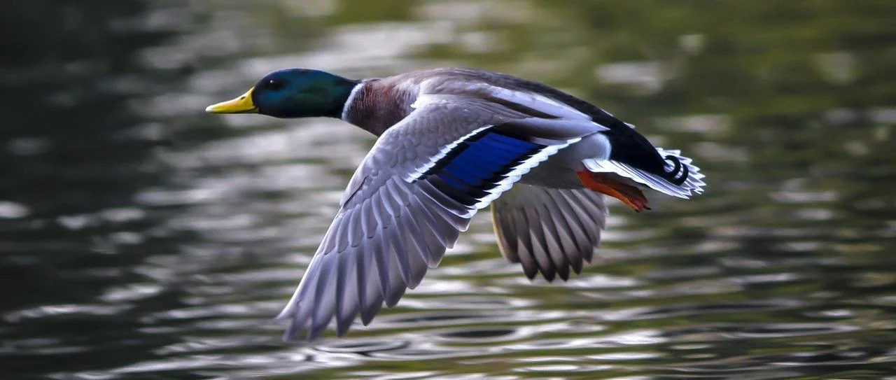 Duck Decoy Ivy Plant