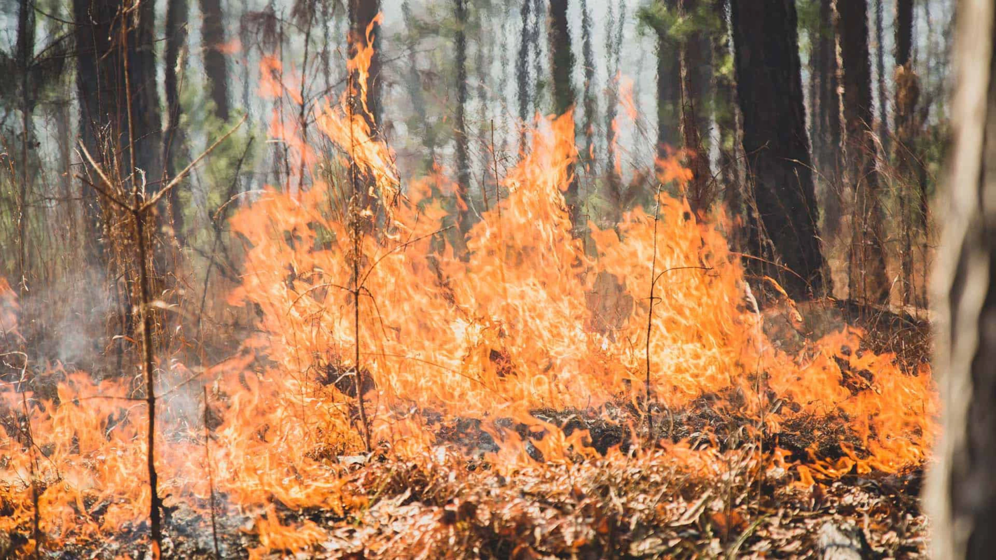 Waddell Controlled Burn Fire 1920x1080